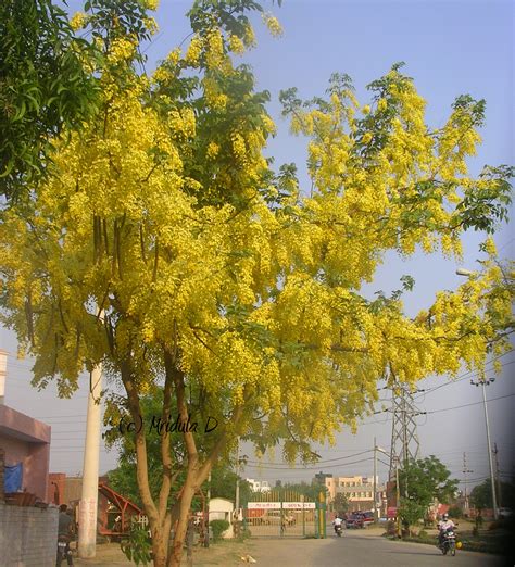 Friday Flowers- Amaltas – Travel Tales from India and Abroad