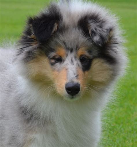 Blue Merle Smooth Collie Puppy