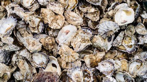 Program creates oyster habitats