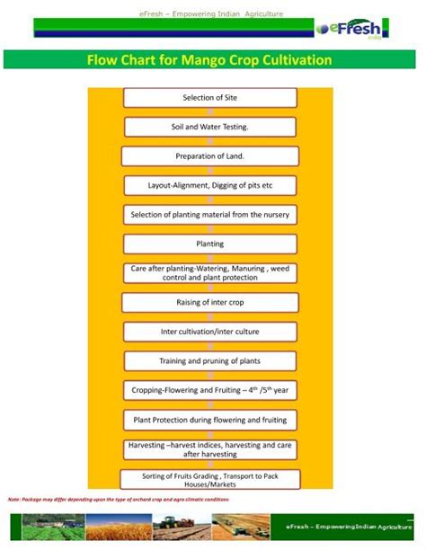 Flow Chart for Mango Crop Cultivation - Efresh India