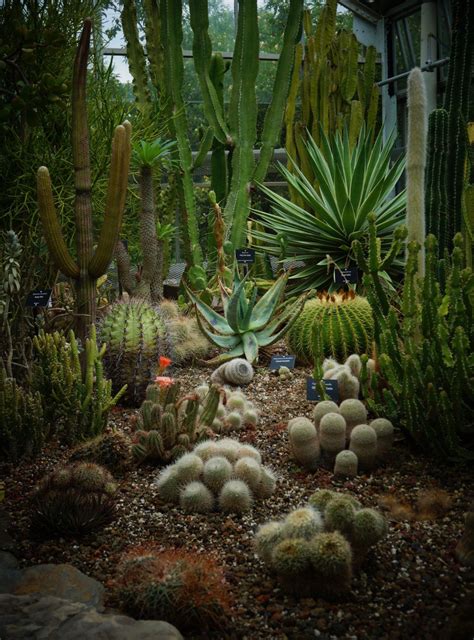 Pin by Robert Serrano on Desert landscaping | Succulent landscape design, Low water gardening ...