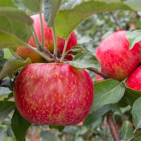 Honeycrisp Apples | D & D Gilbert Orchards | Our