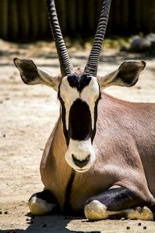 Premium Photo | Close up view of a gemsbuck antelope (oryx gazella) on a zoo.