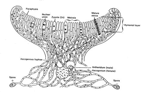 Peziza Under Microscope Labeled