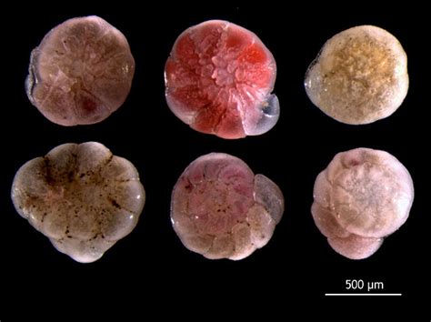 Foraminifera Species - Classification, Habitat and Reproduction