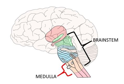 Medulla Brain