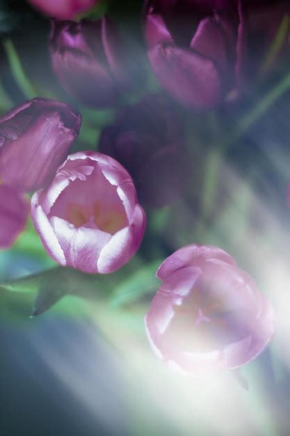 Premium Photo | Purple tulip bouquet