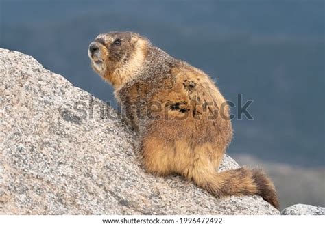 1,128 Yellow Bellied_marmot Images, Stock Photos & Vectors | Shutterstock