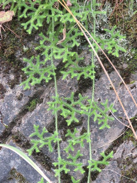 ヒカゲノカズラ. Lycopodium clavatum. 23 October 2016. | Haver