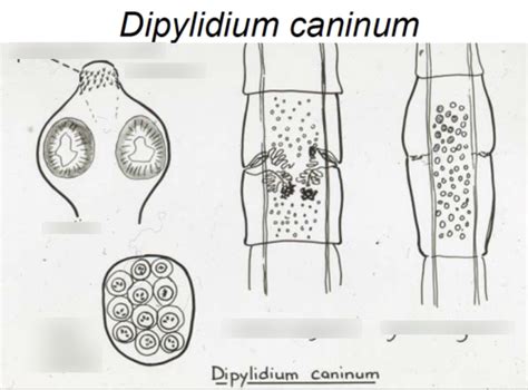 Class Cestoda Anatomy label Diagram | Quizlet