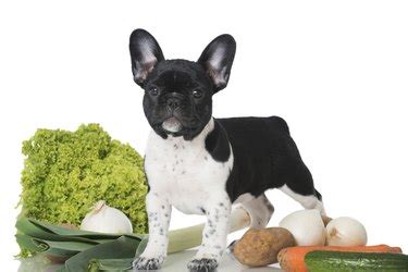 How to Treat Dogs for Onion Poisoning | Cuteness