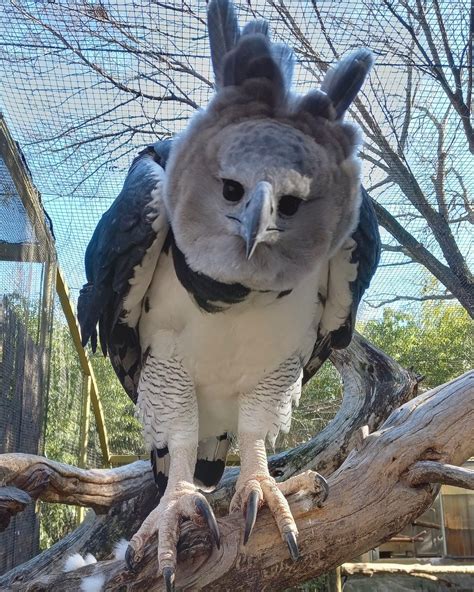 Dallas Zoo on Twitter: "Did you know that a harpy eagle's talon is bigger than a grizzly bear's ...