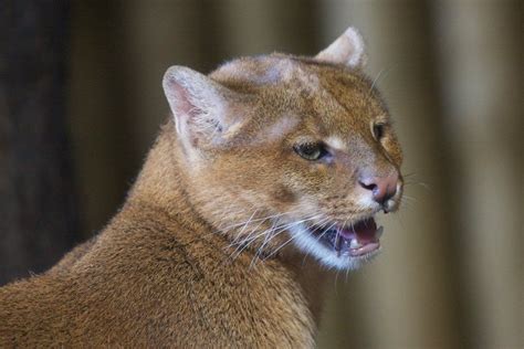 Jaguarundi | Wild cats, Wild cat species, Small wild cats