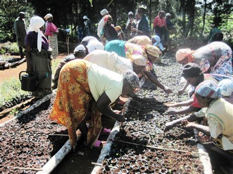 Mount Kenya forest Project - Global Biodiversity Protection