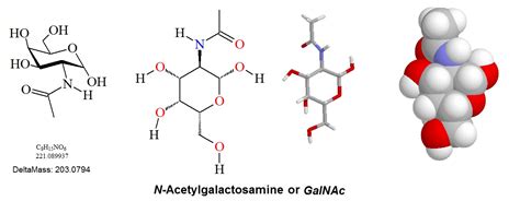 N-acetylgalactosamine or GalNAc