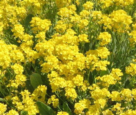 Alyssum Basket of Gold Aurinia Saxatilis Seeds