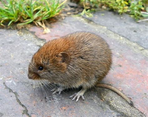 What is a Vole? - Effective Wildlife Solutions