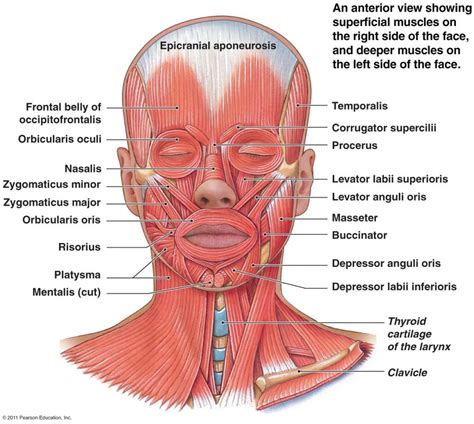 Muscles of the head and neck Diagram | Quizlet