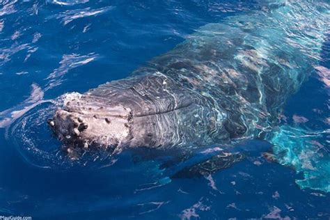 Maui Whale Watch Tours - Whale Information, Tours, Recommendations