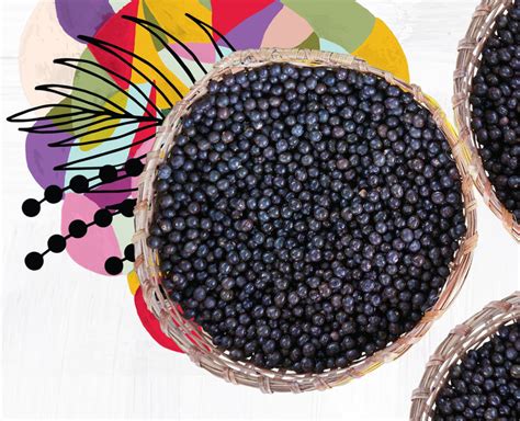 What is Acai? Health & Nutritional Benefits of Acai Berries | SAMBAZON