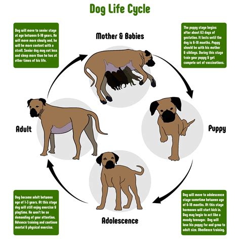 Dog Cycle LIfe | Dog life, Cycle dog, Life cycles