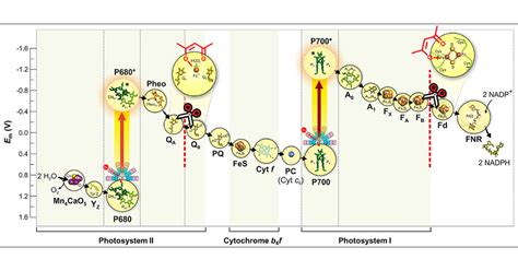 Regulation of Photosynthesis in Bloom-Forming Cyanobacteria with the Simplest β-Diketone ...