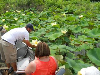 Louisiana Swamp Tour Information: Lafayette, Louisiana Swamp Tours