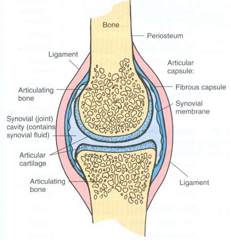 윤활관절(Synovial Joint)란? : 네이버 블로그