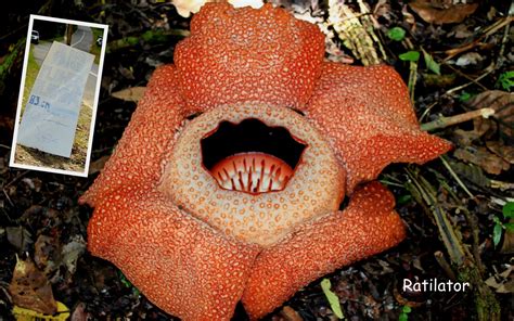 The Giant Flower - Rafflesia