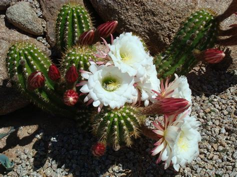 Karen Paoli: Flowering Cactus