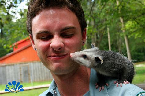 Clint gets a kiss of appreciation from a baby opossum that he's fostered, and now use in the ...