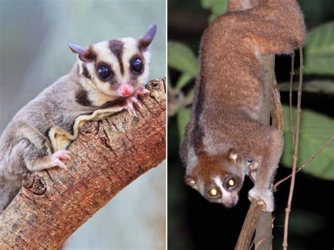 In Singapore, man gets S$7,000 fine for keeping critically endangered ...