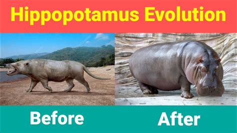 Hippopotamus Evolution🦛 - YouTube