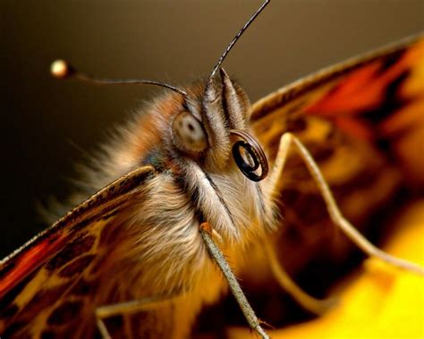 HugeDomains.com | Butterfly pictures, Macro photography, Butterfly images