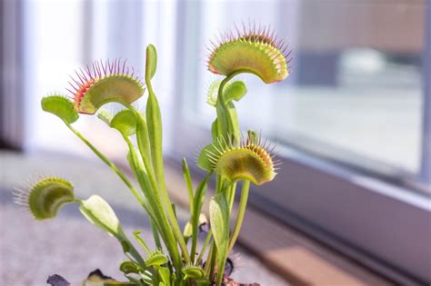 Venus Flytrap Rocket Farms, 43% OFF | www.elevate.in