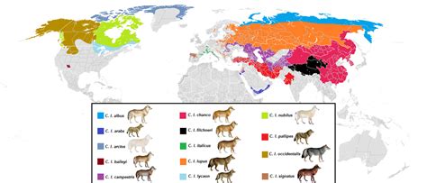 Present distribution of gray wolf (canis lupus) subspecies : r/MapPorn