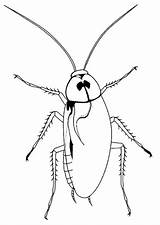 An American Cockroach sketch template