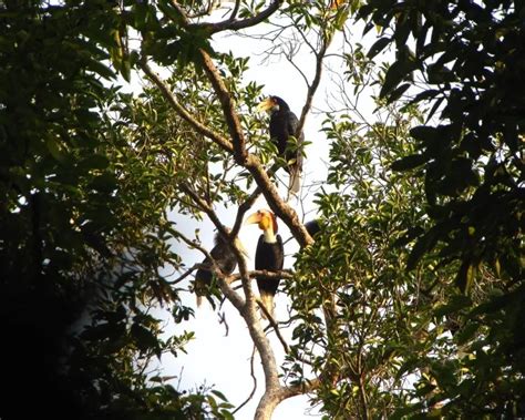 Wreathed hornbill - Facts, Diet, Habitat & Pictures on Animalia.bio