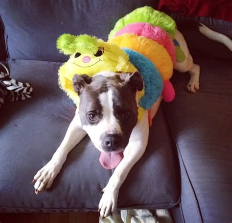 The 70+ Greatest Pit Bull Halloween Costumes EVER – Page 23 – The Paws