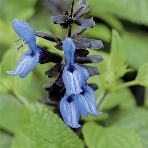 Black & Blue - Salvia guaranitica | Proven Winners