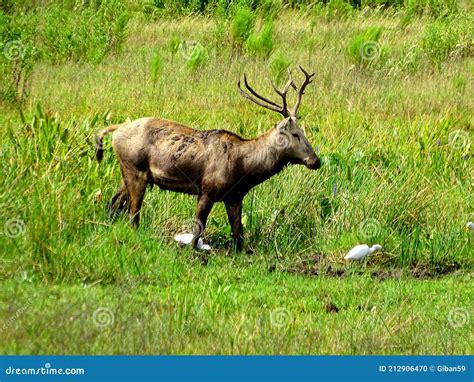 North America, USA, Florida, White-tailed Deer Stock Photo - Image of ...