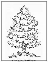 Pine Tree Coloring Pages Free Downloads  Sheets For Kids sketch template