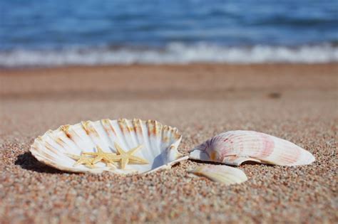 Premium Photo | Sea shells and starfish on the beach