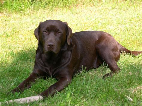 Chocolate Labrador Retriever - My Doggy Rocks