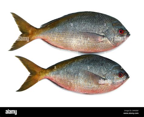 Yellowtail fusilier fish isolated on white background Stock Photo - Alamy