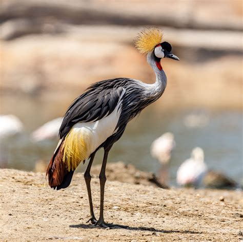 Grey crowned crane by lichtmanb | Majestic animals, Africa wildlife, Pet birds