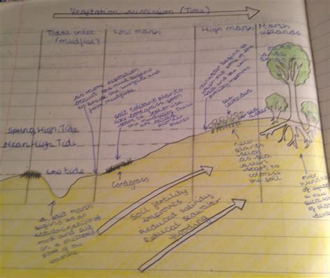 Salt Marshes - AQA GCSE GEOGRAPHY REVISION PRE-2017