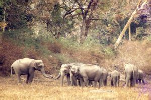 Elephant Conservation – India