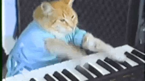 Gatinho Bento, do meme Keyboard Cat, morre aos 9 anos | E! Online Brasil