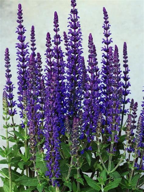 Salvia Merleau Blue | Bluestone Perennials | Perennials, Flowers perennials, Salvia plants